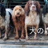 『犬にとっての最強の人となれ』の画像