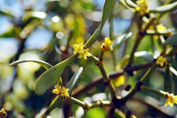 Drecom Isao Oのブログ ヤドリギ 寄生木 Nhk ラジオ深夜便 今日の誕生花と花言葉