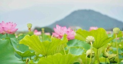 【奈良・世界遺産】藤原宮跡で、満開のハスを愛でる♡