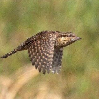 東京港野鳥公園　レンジャーブログ