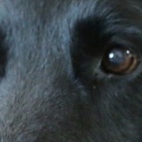 『「掬水月在手」中国の犬肉祭から犬たちを救う女性』の画像