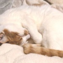 【返却期限、延期中】 2026 猫団子の季節 No.6　～あっくん＆NANA 編＿黒猫な日常：クロネコ「黒龍」