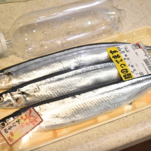 今年のサンマはいい！