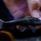 『3月22日(金)熱帯魚入荷情報②💥』の画像