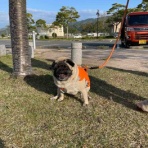 パグ・金太郎ブログ♪