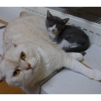 真面目で頑張り屋さんだったひなたの命日