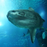 【画像】Twitter民「助けて！浜辺にマンボウが打ちあがってるの！どうしたらいいの？！」→