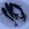 メダカ•金魚入舎情報‼️