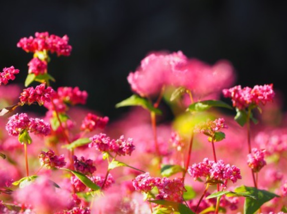 可憐な蕎麦の花盛り！「赤い蕎麦の花」と「白い蕎麦の花」（諫早市小長井町・高来町）