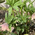 ナチュラルライフ