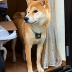 風太通信～柴犬風太の日記帳