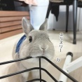 うさぎのルリ(10/27追記)