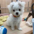 マルチワワちゃんのご紹介❤️