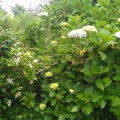 梅雨の情緒