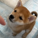 Go forward! forわんDog