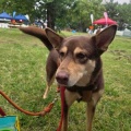 HOMECOMING PARK & SHINAGAWA URBAN Pet Life譲渡会 ご支援品のご紹介♪
