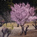 近所の花桃の丘2026（3）ペンタックスK-1Ⅱ・ソニーα7Ⅲ撮影編