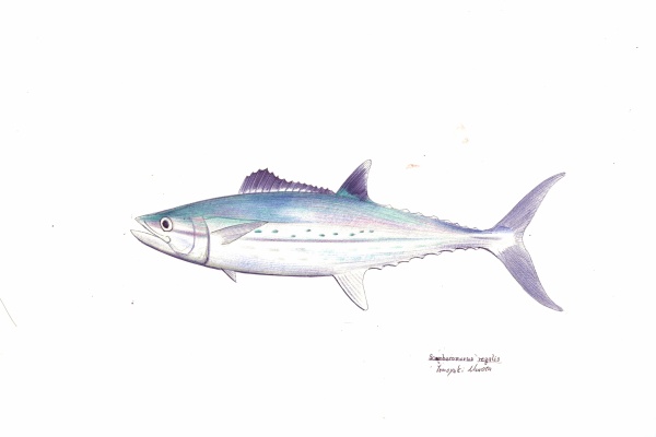 魚の絵 fish, from the cradle to the grave