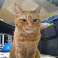 猫が慢性腎臓病ステージ3と言われたのに数値が正常に戻った話【前編】