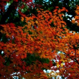 『紅葉狩りｽﾎﾟｯﾄ🍂『2025.11 岡山後楽園⑥』岡山市北区後楽園』の画像