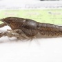 沖縄でクソやべぇ外来ザリガニが見つかる！！ 環境省「見つけたらすぐ通報して」