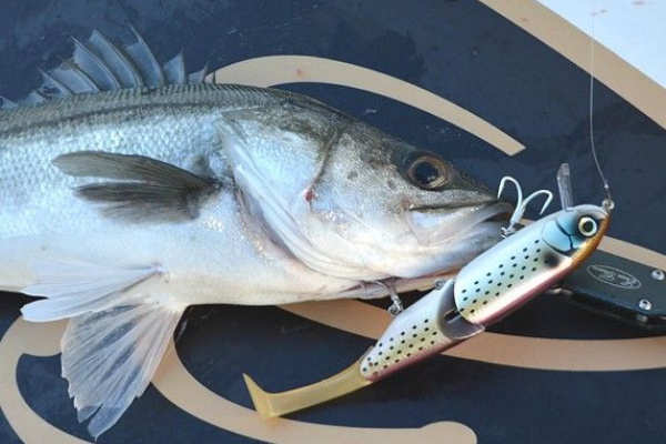 更新 真冬の大型シーバス 今から準備 コノシロパターンでランカーget Heart Soul Seabassfishing