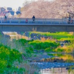菊野台・骨盤調整とやさしいヨガの会