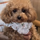 なんたって可愛いです