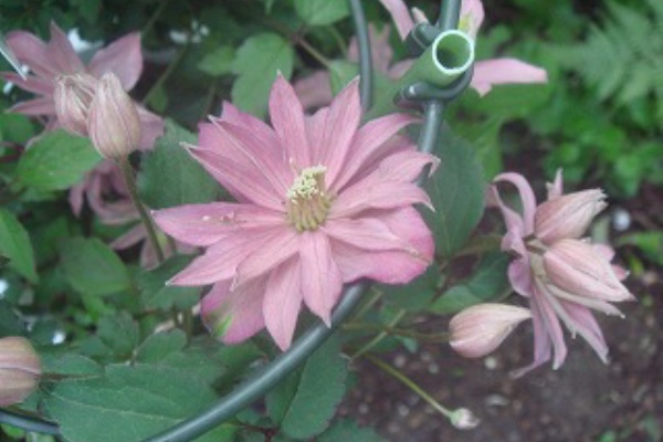 小さな庭の物語 プチ ガーデニング クレマチス 2