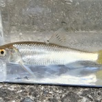 バイオリン（Fiddle)も鳥見も楽しいやん