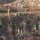 『安行　立春間近』の画像
