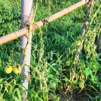 自然農菜園「はたけや」の作業日誌