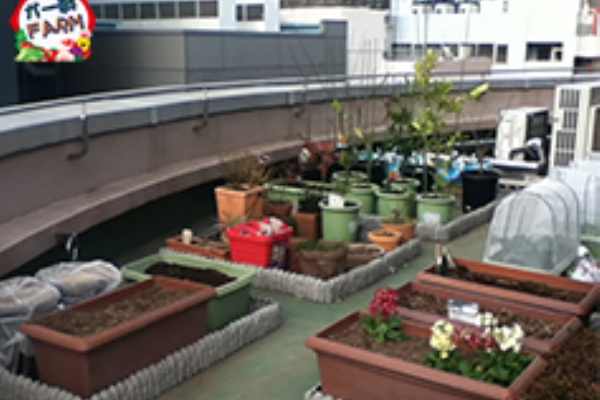 プランター菜園をやってみよう 会社の屋上 で 収穫を目指す 会社員の熱き戦い 14年12月