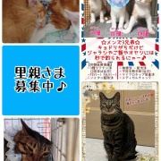 昨日は秘密結社ねこのひげ譲渡会♪