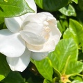7月8日のお稽古ー洗い茶巾