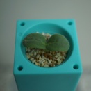 ボリジと枝豆の水耕栽培 1週目