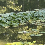 ���̳�ƻ���Ŀ���ι����2025 vol.5 ��¥⡼�˥󥰤�ȡ�ۤǥ�����ǽ�٤β���