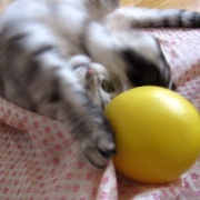 猫の意外な行動、苦手なもので遊ぶ！？