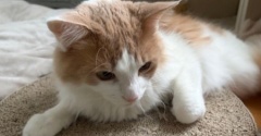 猫が寒いかどうかは猫の耳で確認します