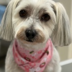 滋賀県　甲賀市　ワンラブ　カインズ甲賀店　ブログ