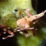 西川名ダイビングログ｜館山ダイビング