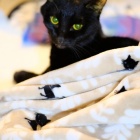 『愛猫ルルちゃん 虹の橋を渡る。　2023/03/22』の画像