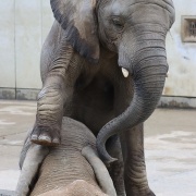 砥愛ちゃん！お姉ちゃんの頭は跨ぐもんじゃありません！