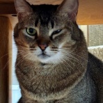 猫とお酒と日々のこと