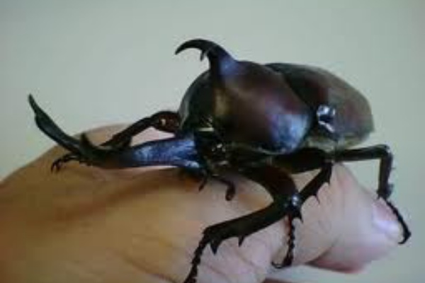 何これ怖い 日本のカブトムシを見た海外の反応 ジェイニュース 海外の反応 ニュースを貴方に Ja News