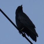 何で電線に止まるカラスが感電しないか知ってるか？