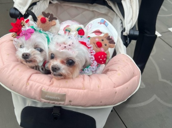 赤坂サカス通信🛜です😊💓🐶