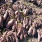 栽培日記：愛知のブルーベリー園“たくみ”