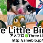 Three Little Birds♫