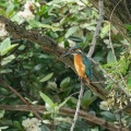 2026年5月7日の野鳥公園